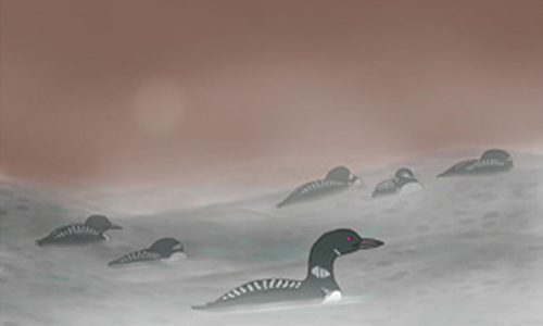 Loon_Dreaming_M.jpg